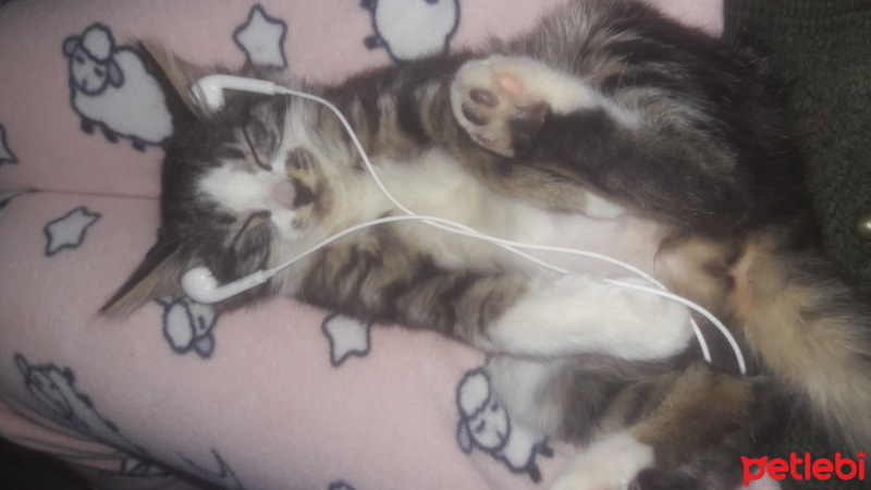 Tekir Kedi, Kedi  Boncuk fotoğrafı