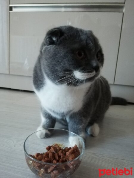 Scottish Fold, Kedi  Müezza fotoğrafı