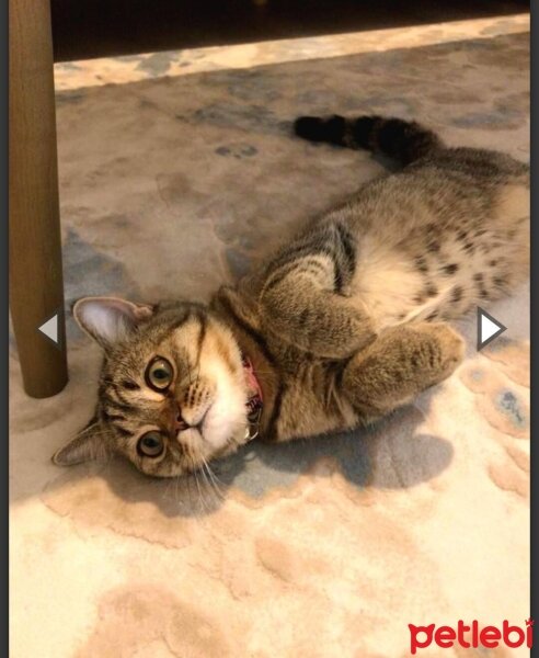 British Shorthair, Kedi  Maya fotoğrafı