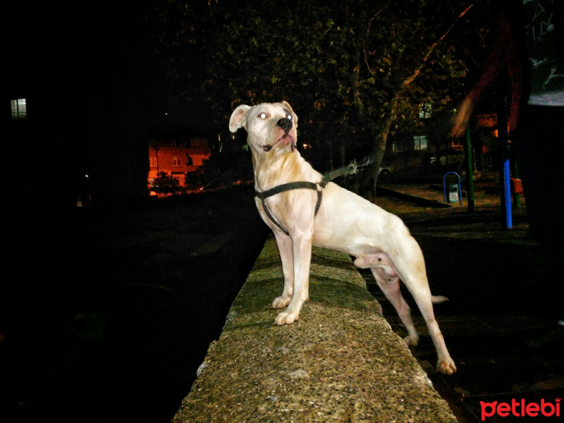 Dogo Arjantin, Köpek  Casper fotoğrafı