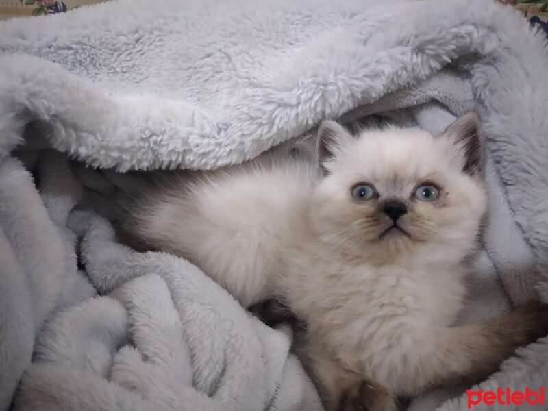 British Shorthair, Kedi  Mavi fotoğrafı