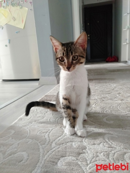 Tekir Kedi, Kedi  Minnoş fotoğrafı