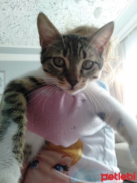 Tekir Kedi, Kedi  Minnoş fotoğrafı
