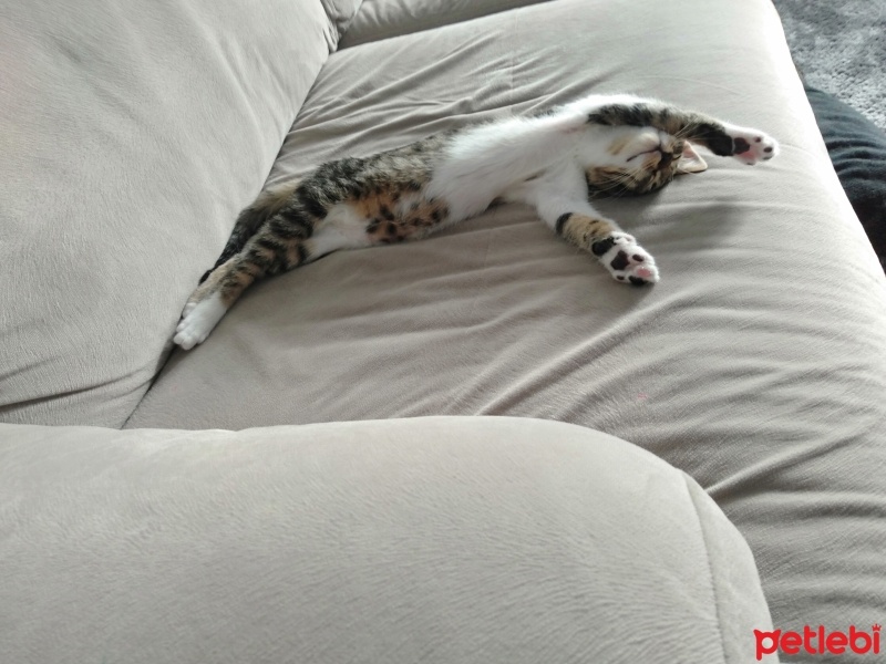 Tekir Kedi, Kedi  Minnoş fotoğrafı