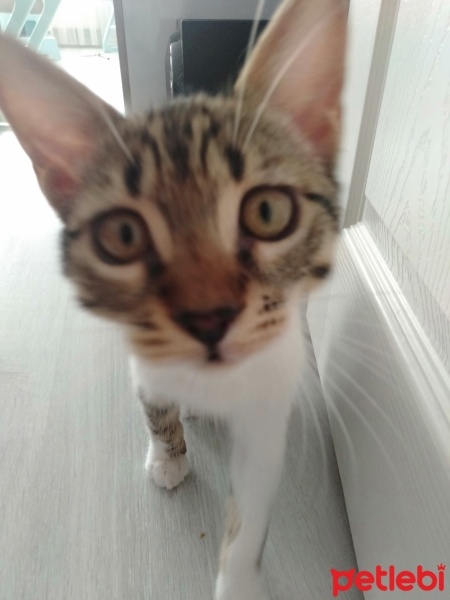 Tekir Kedi, Kedi  Minnoş fotoğrafı