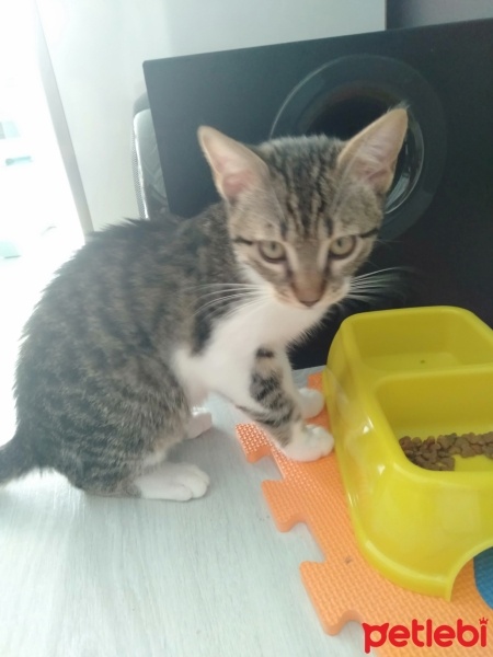 Tekir Kedi, Kedi  Minnoş fotoğrafı