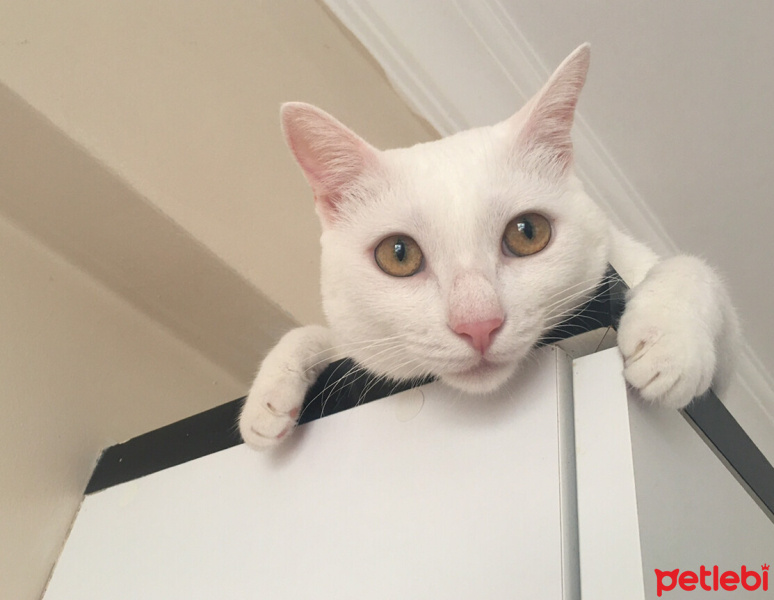 Van Kedisi, Kedi  Boncuk fotoğrafı