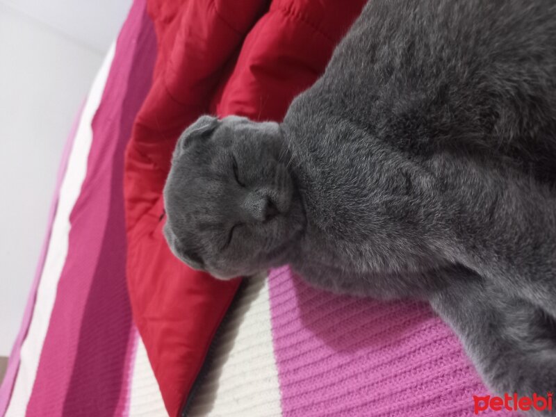 Scottish Fold, Kedi  Haydar Bulut fotoğrafı