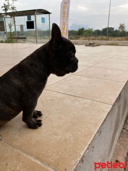 Fransız Bulldog, Köpek  Freya fotoğrafı
