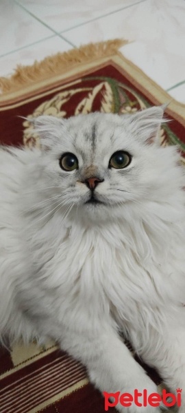 British Longhair, Kedi  duman fotoğrafı