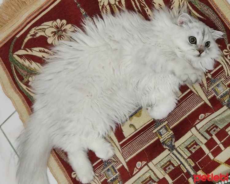 British Longhair, Kedi  duman fotoğrafı