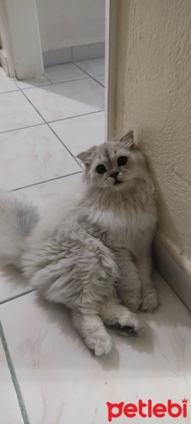 British Longhair, Kedi  duman fotoğrafı