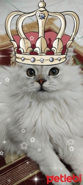 British Longhair, Kedi  duman fotoğrafı