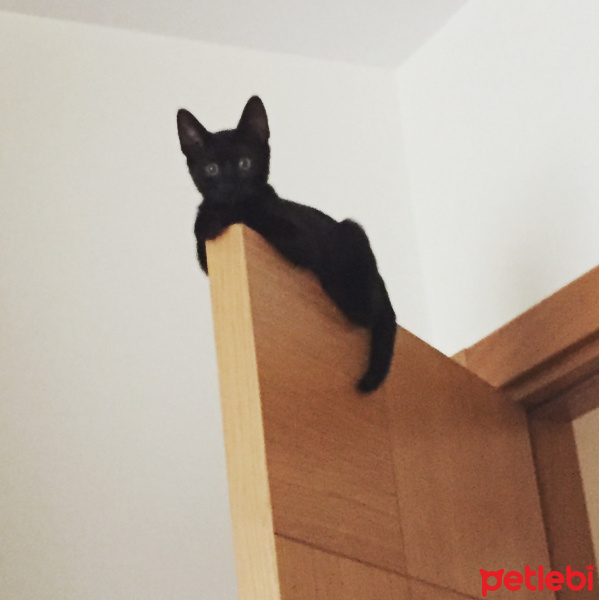 Bombay, Kedi  Jedi fotoğrafı