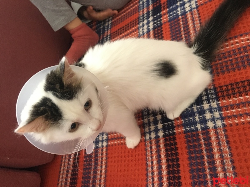 Tekir Kedi, Kedi  Lokma fotoğrafı