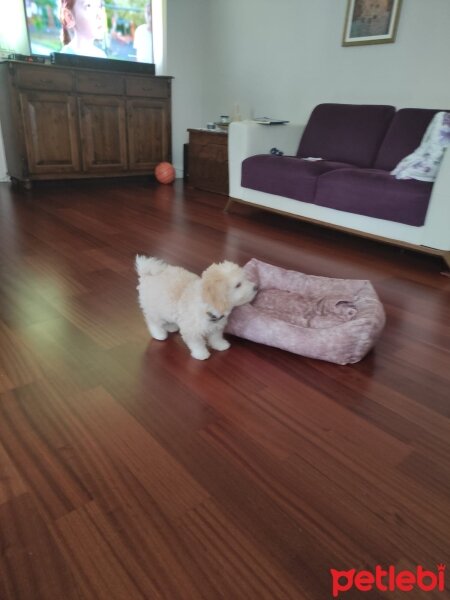 Maltese, Köpek  ALEX- MALTİPO fotoğrafı