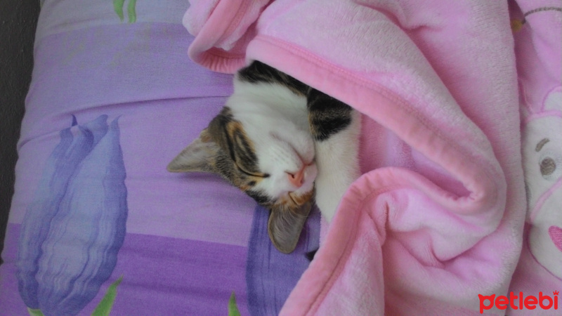 Tekir Kedi, Kedi  Minnoş fotoğrafı