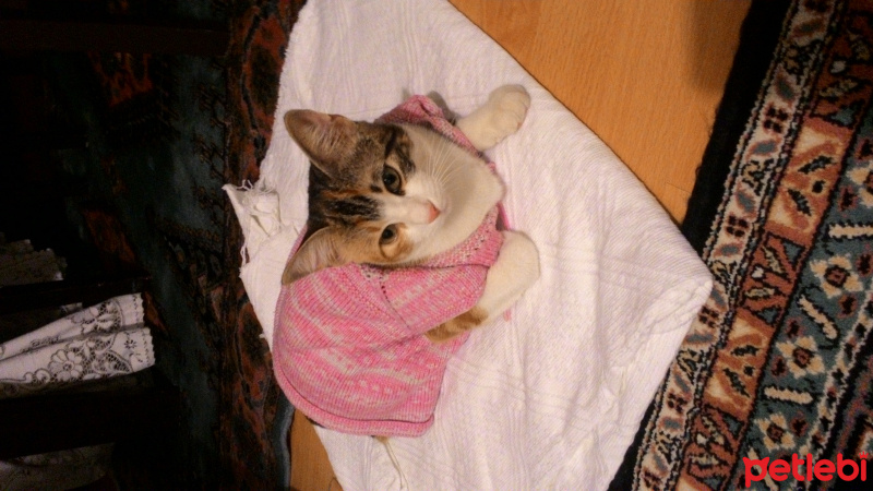 Tekir Kedi, Kedi  Minnoş fotoğrafı