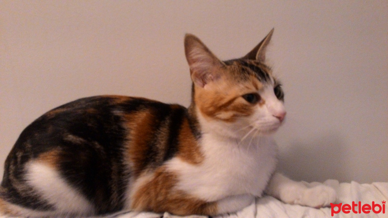 Tekir Kedi, Kedi  Minnoş fotoğrafı