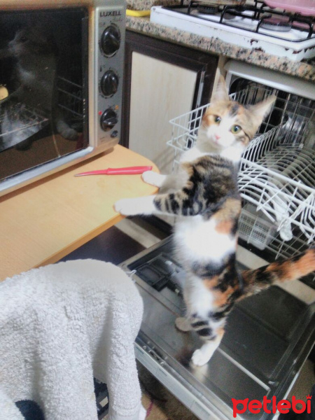 Tekir Kedi, Kedi  Minnoş fotoğrafı