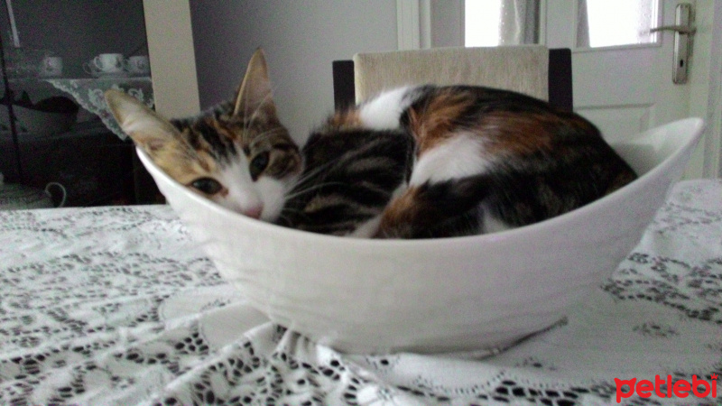 Tekir Kedi, Kedi  Minnoş fotoğrafı