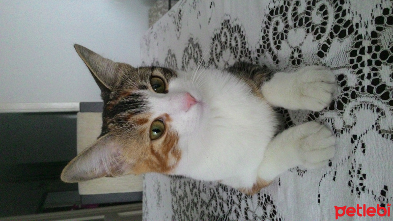 Tekir Kedi, Kedi  Minnoş fotoğrafı