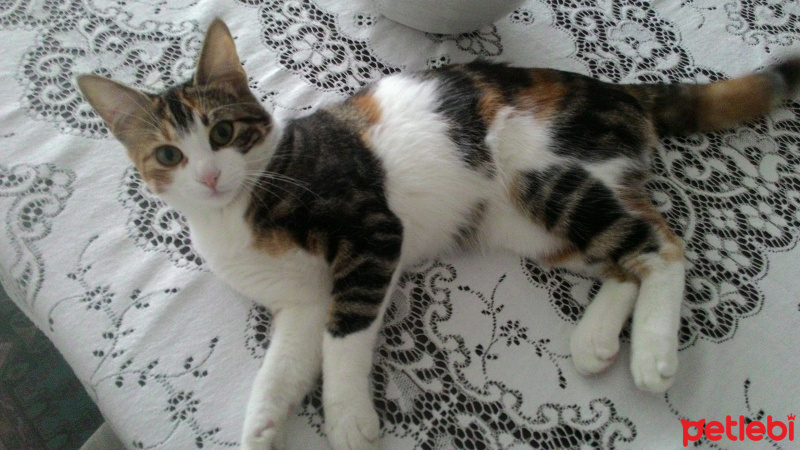 Tekir Kedi, Kedi  Minnoş fotoğrafı