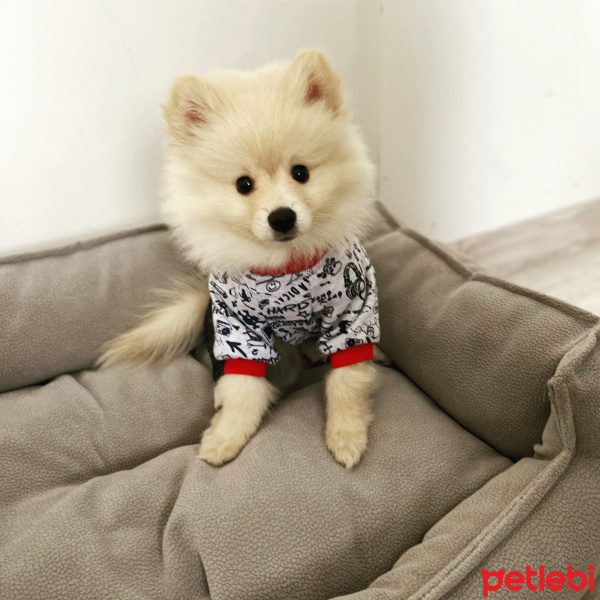 Pomeranyalı, Köpek  Babuş fotoğrafı
