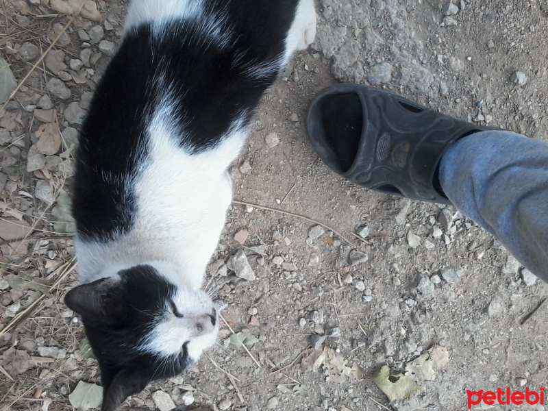 York Chocolate, Kedi  Lekeli fotoğrafı