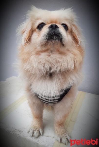 Pekingese, Köpek  Alex fotoğrafı