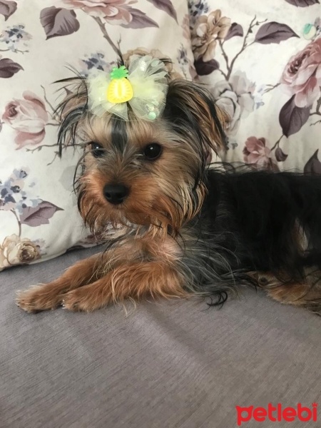 Yorkshire Terrier, Köpek  Arya fotoğrafı