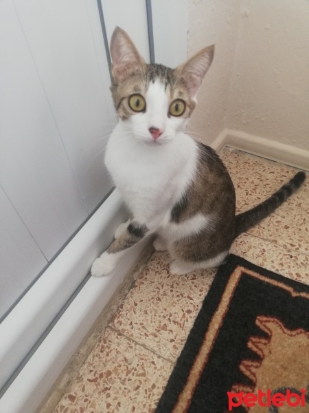 Tekir Kedi, Kedi  Boncuk fotoğrafı