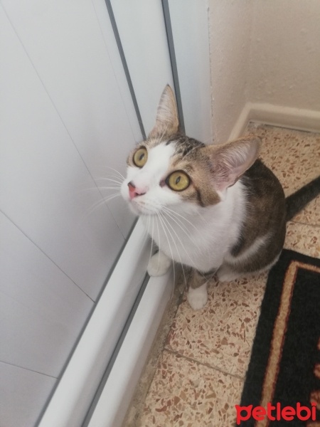 Tekir Kedi, Kedi  Boncuk fotoğrafı