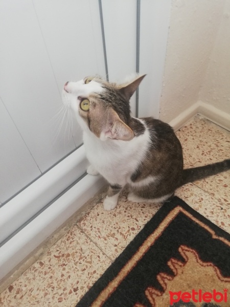Tekir Kedi, Kedi  Boncuk fotoğrafı
