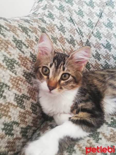 Tekir Kedi, Kedi  Boncuk fotoğrafı