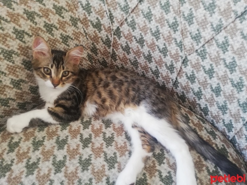 Tekir Kedi, Kedi  Boncuk fotoğrafı