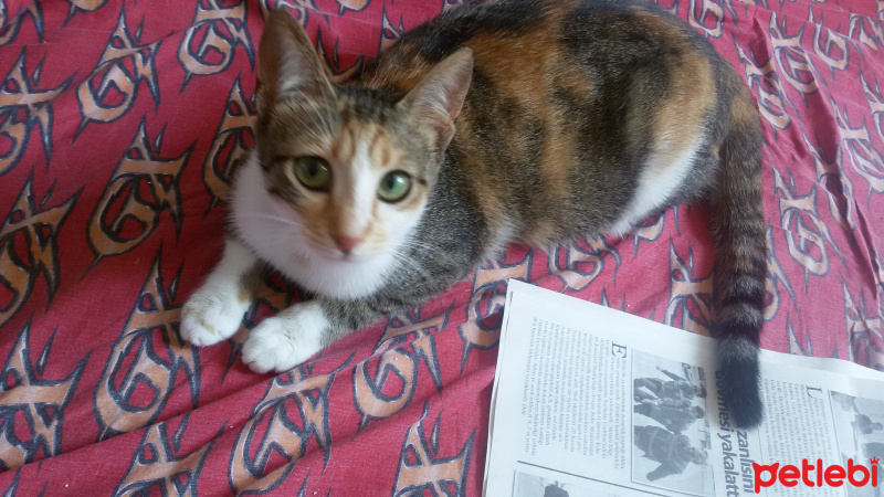 Tekir Kedi, Kedi  MİNNOŞ  fotoğrafı