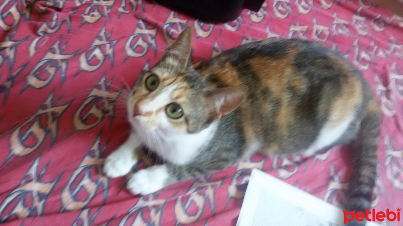 Tekir Kedi, Kedi  MİNNOŞ  fotoğrafı