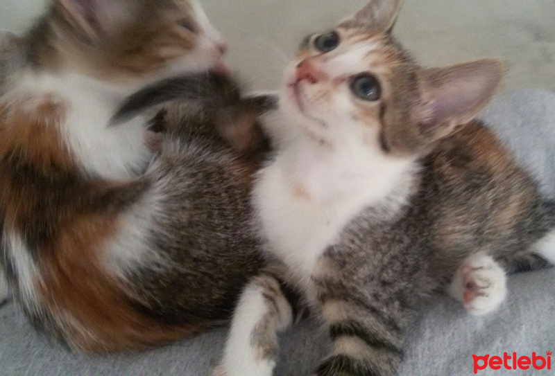 Tekir Kedi, Kedi  MİNNOŞ  fotoğrafı