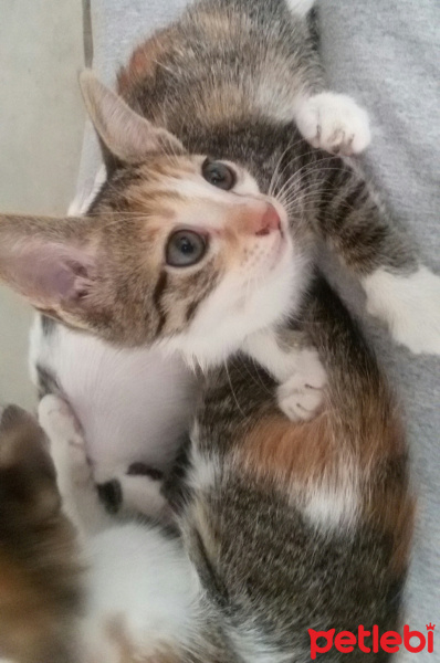 Tekir Kedi, Kedi  MİNNOŞ  fotoğrafı