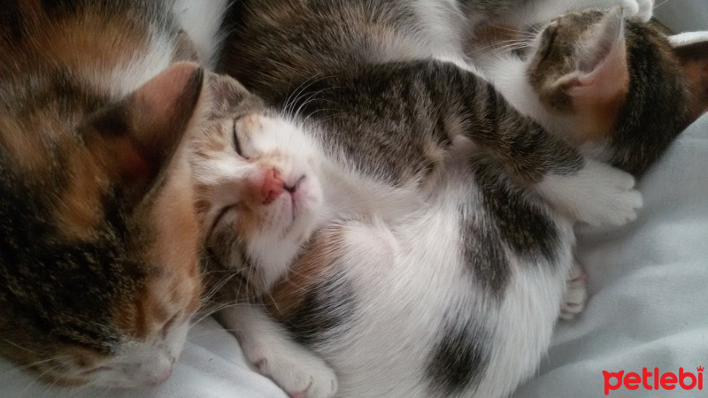 Tekir Kedi, Kedi  MİNNOŞ  fotoğrafı