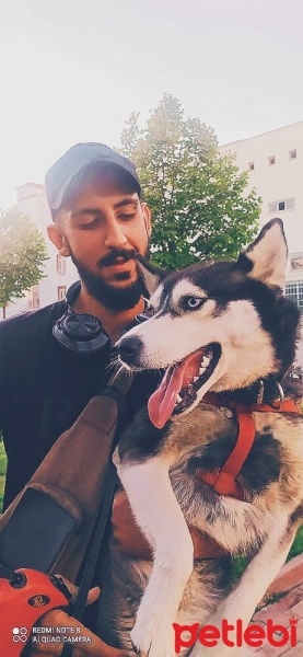 Sibirya Kurdu (Husky), Köpek  Mira fotoğrafı