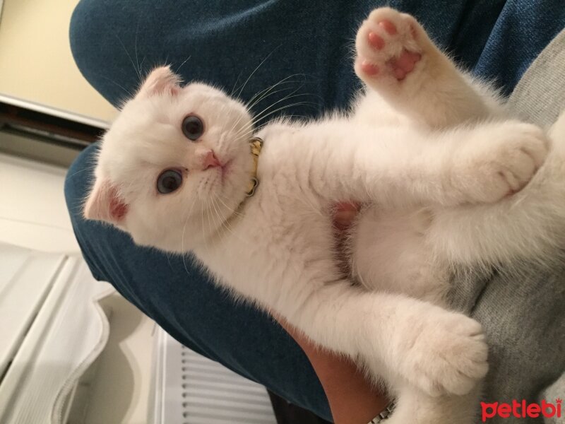 Scottish Fold, Kedi  Maya fotoğrafı