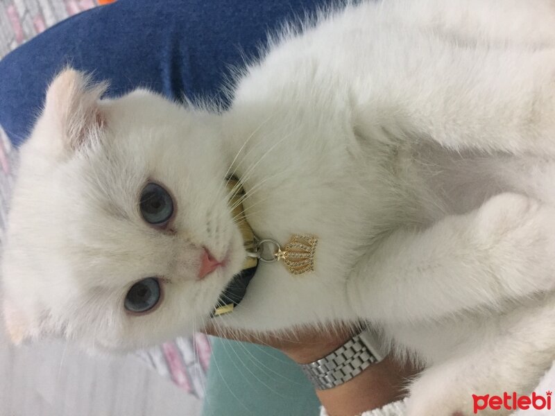 Scottish Fold, Kedi  Maya fotoğrafı