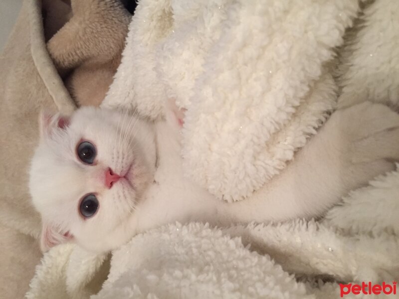 Scottish Fold, Kedi  Maya fotoğrafı