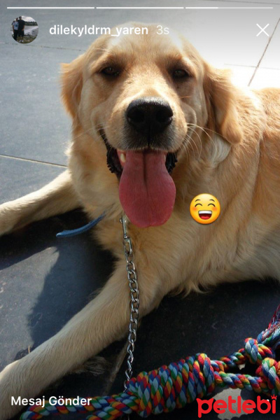 Golden Retriever, Köpek  Leydi fotoğrafı
