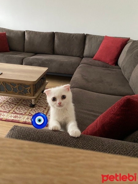 Scottish Fold, Kedi  İzmir fotoğrafı