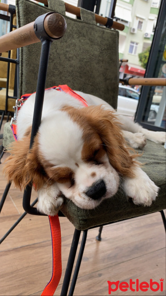 Cavalier King Charles Spanieli, Köpek  Elma fotoğrafı