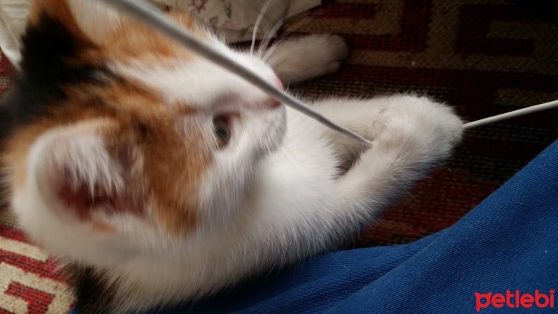 Tekir Kedi, Kedi  Firuze Thomas fotoğrafı