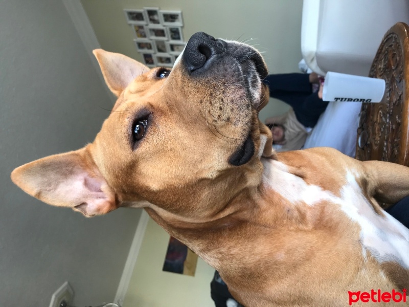 Amerikan Staffordshire Terrier, Köpek  VERA fotoğrafı